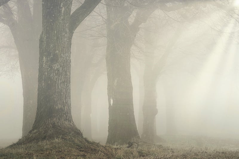 Mystery Forest